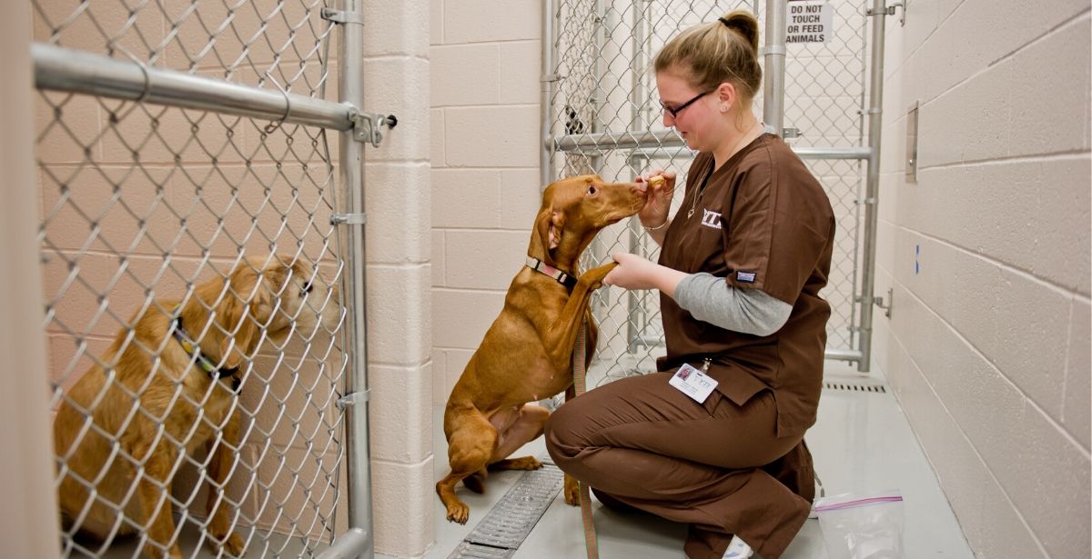 Veterinary Technician Career For People Who Love Animals