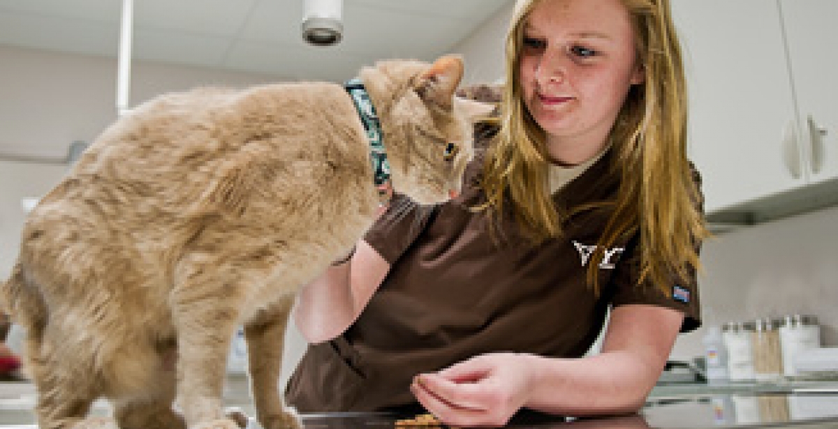 Is A Veterinary Technician Career For You YTI Career Institute   Is A Veterinary Technician Career For You 