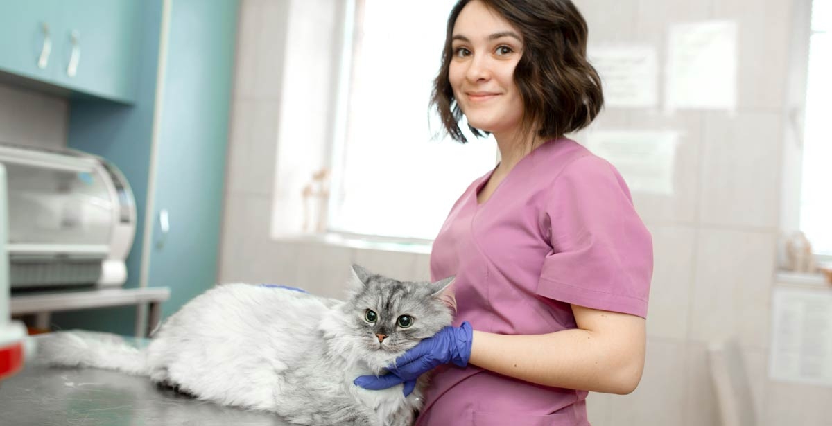 Do I need a degree to become a Veterinary Technician? | YTI Career Institute