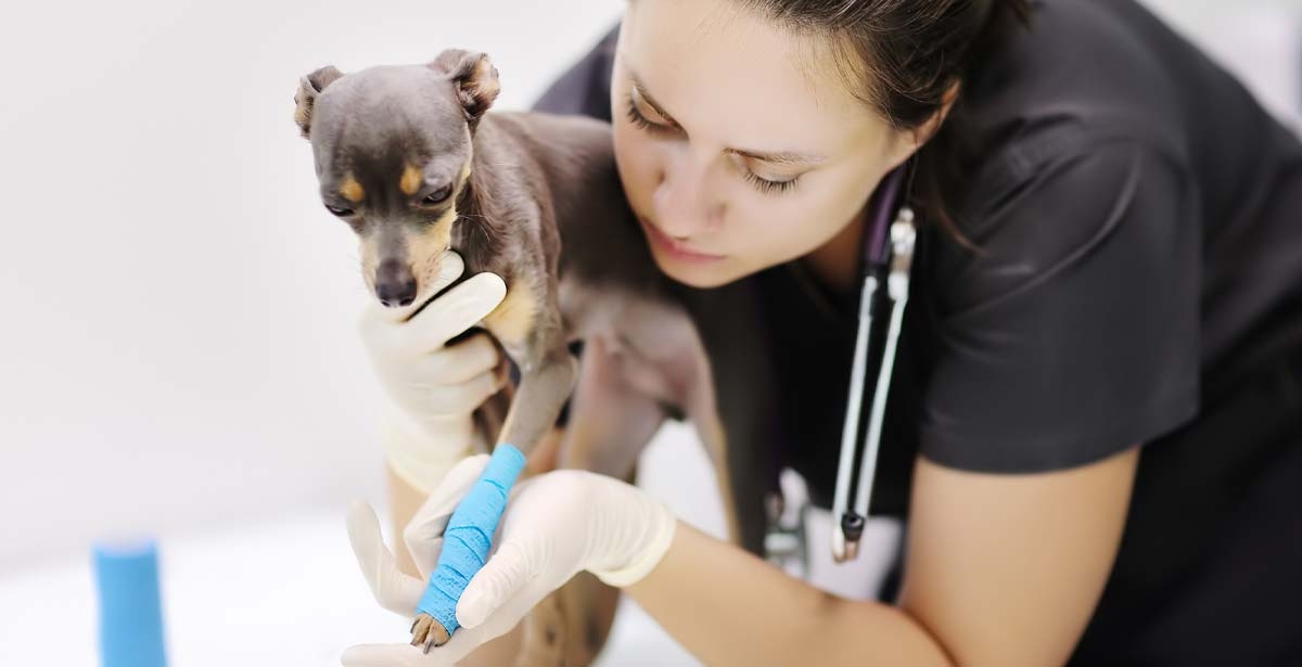 How To Become A Veterinary Technician YTI Career Institute   How To Become A Veterinary Technician 