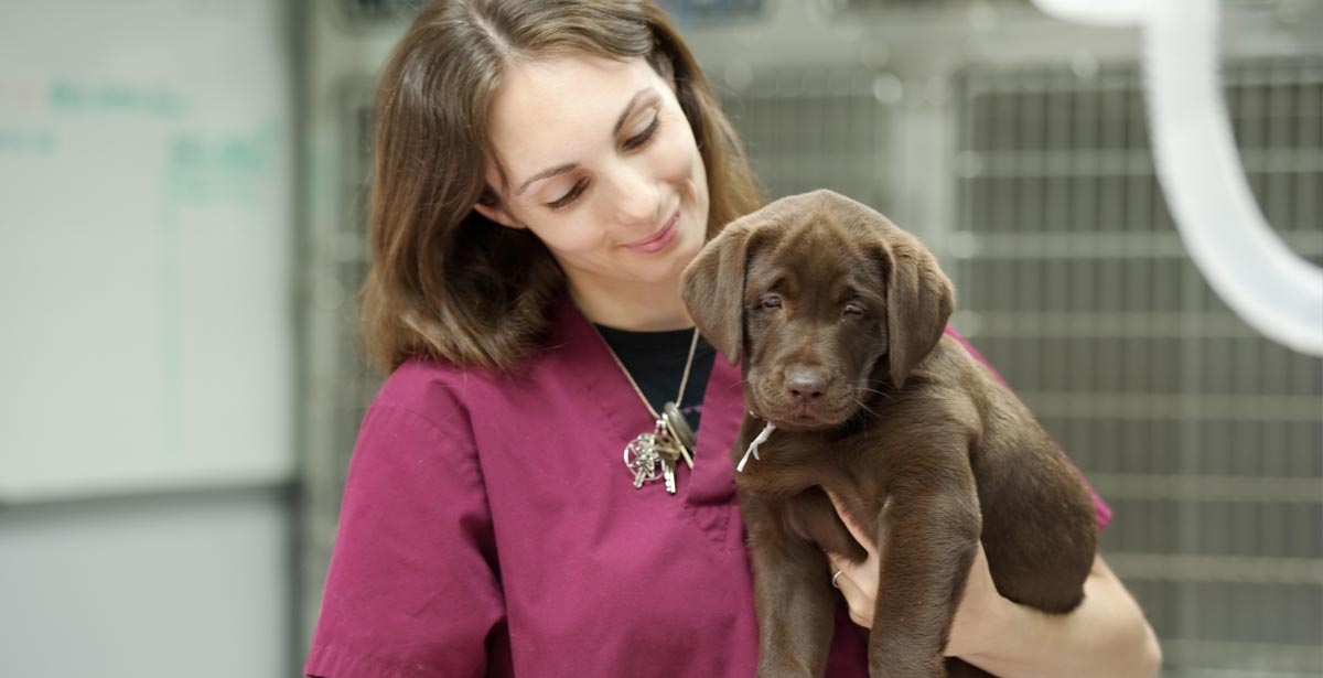 How to Choose a Veterinary Technician Program