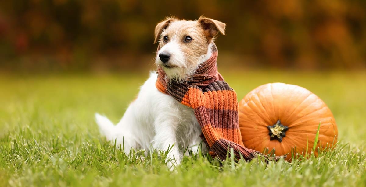 Thanksgiving Day Tips for Your Pets