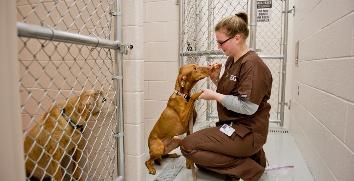 What To Look In A Veterinary Technician Program   VetTechProgram 