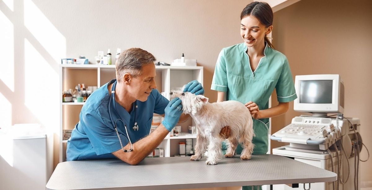 Online Vet Tech Programs Ohio – CollegeLearners.com