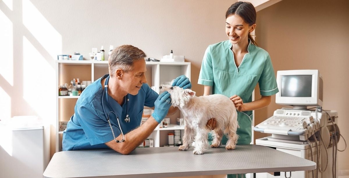 Why Animal Lovers Are Great Fits as Veterinary Technicians