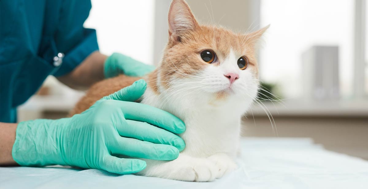 What is the Job Outlook for a Veterinary Technician?
